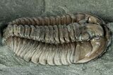 Flexicalymene Trilobite Fossil - Indiana #289062-1